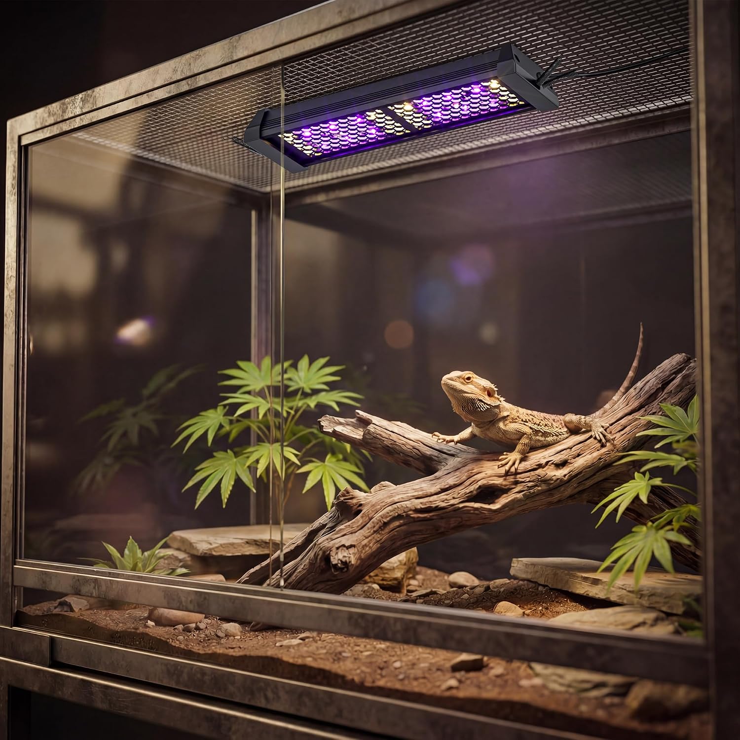 2.5 Gallon Fully Assembled Glas Reptile Enclosure with 8W Dimming LED UVA UVB Reptile Light